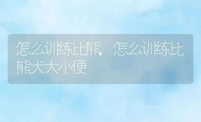 怎么训练比熊,怎么训练比熊犬大小便 | 养殖科普