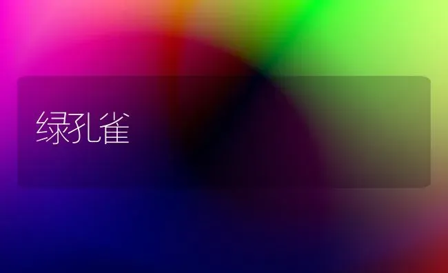 绿孔雀 | 养殖知识