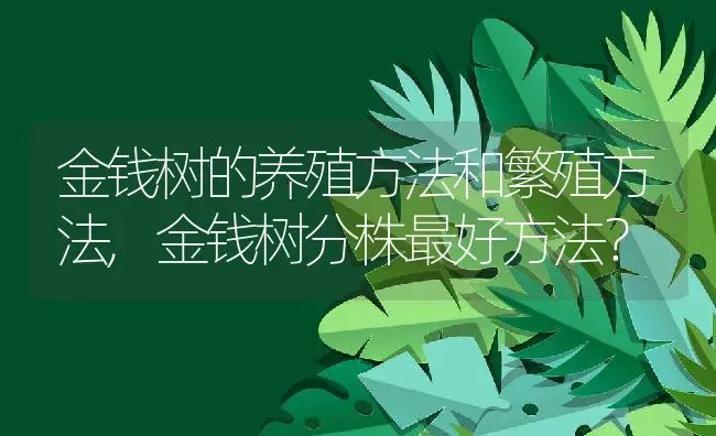 金钱树的养殖方法和繁殖方法,金钱树分株最好方法？ | 养殖科普