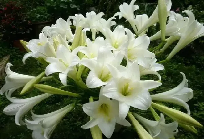买来的百合花在水瓶里怎么养,百合水培的正确方法？