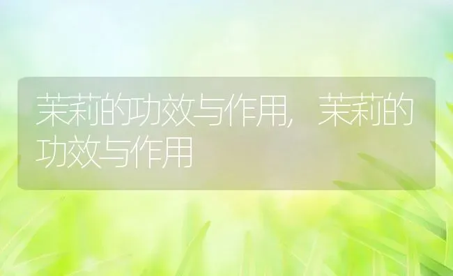 茉莉的功效与作用,茉莉的功效与作用 | 养殖科普