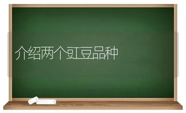 介绍两个豇豆品种 | 养殖技术大全