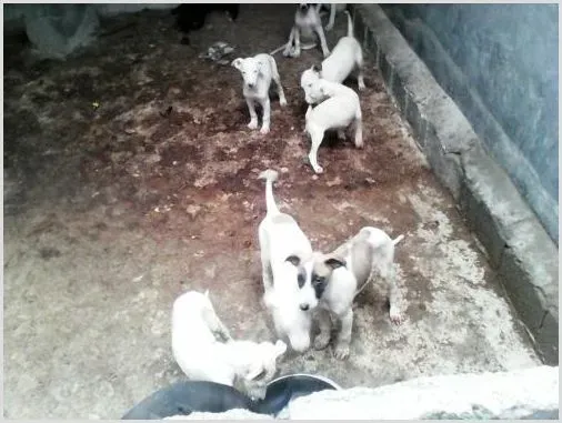 肉狗品种有哪些? | 农广天地