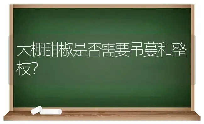 大棚甜椒是否需要吊蔓和整枝? | 养殖知识