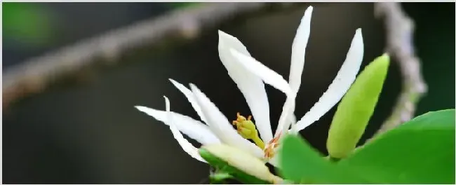 白兰花叶子一碰就掉 | 农广天地