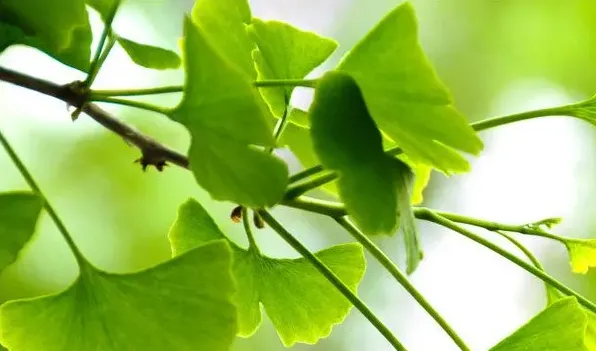 银杏树的种植与管理 | 农广天地