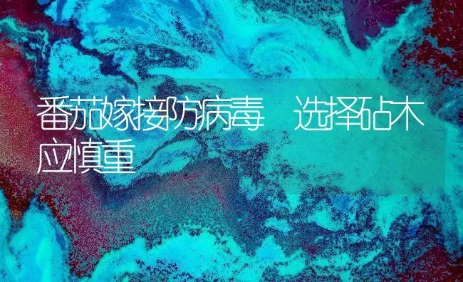 番茄嫁接防病毒 选择砧木应慎重 | 养殖知识