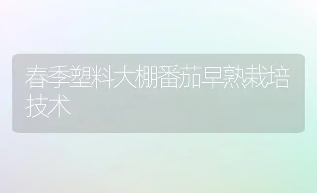 春季塑料大棚番茄早熟栽培技术 | 养殖知识