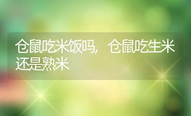 仓鼠吃米饭吗,仓鼠吃生米还是熟米 | 养殖资料