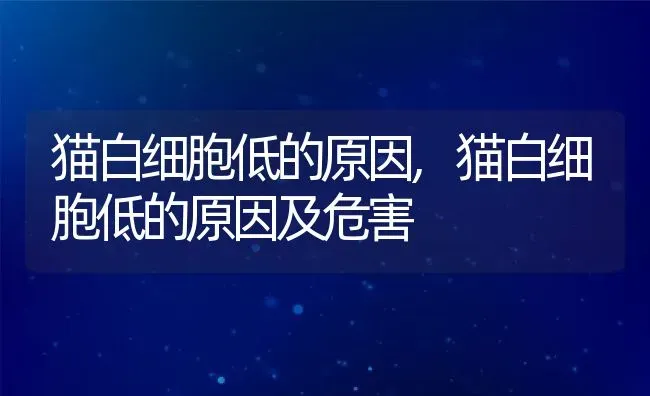 猫白细胞低的原因,猫白细胞低的原因及危害 | 养殖科普