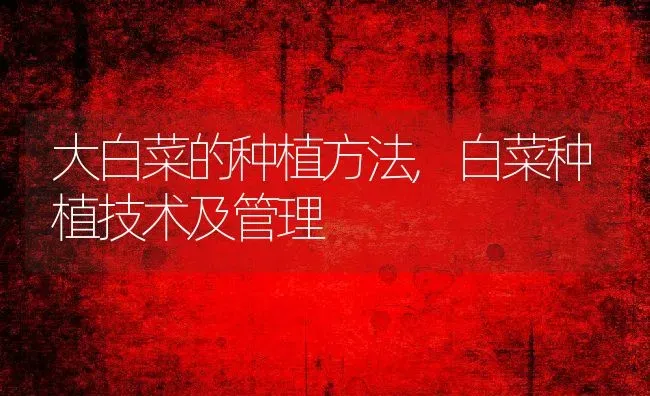 大白菜的种植方法,白菜种植技术及管理 | 养殖学堂