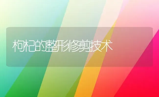 枸杞的整形修剪技术 | 养殖技术大全