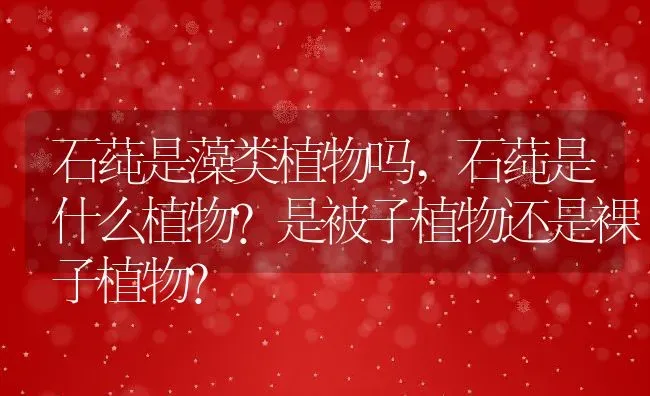 石莼是藻类植物吗,石莼是什么植物?是被子植物还是裸子植物？ | 养殖科普