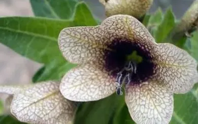 曼陀罗花能毒死人吗,世界上最毒的花排行榜，曼陀罗中毒者一天内死亡？