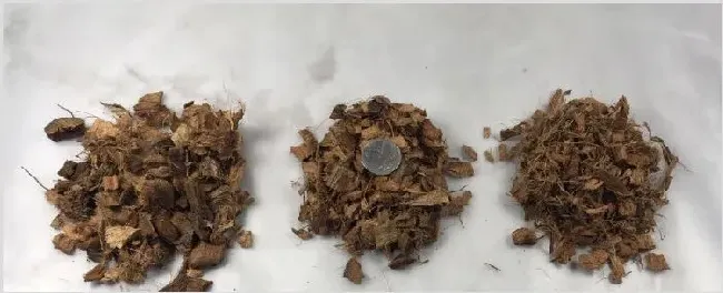 椰壳种花的作用与功效 | 常识大全