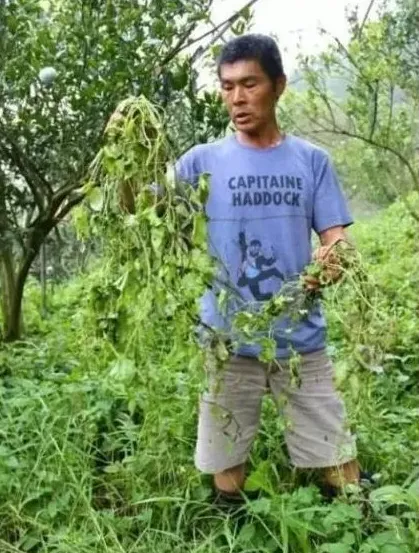 坚持12年不施肥、不除草！果园欣欣向荣，原因何在 | 农广天地