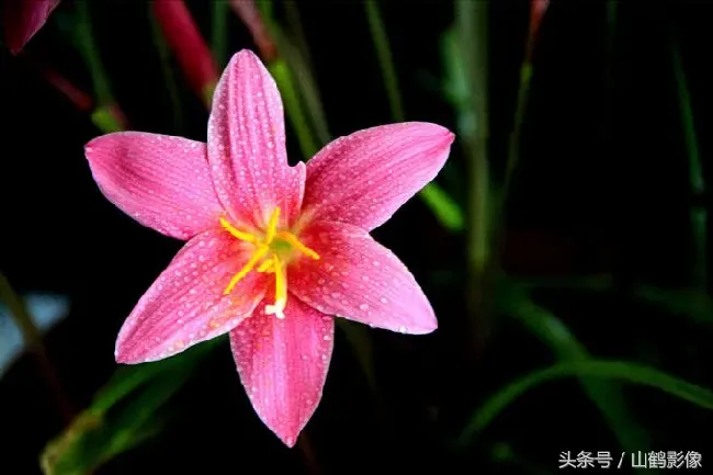 韭莲为什么叫风雨花,韭菜莲和水仙花的区别？