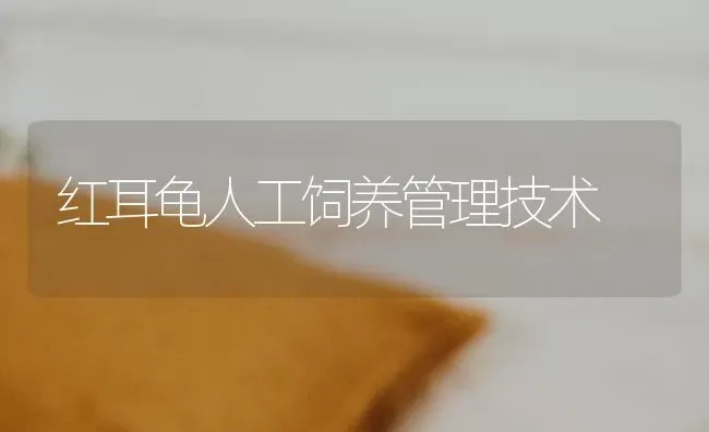 红耳龟人工饲养管理技术 | 养殖知识