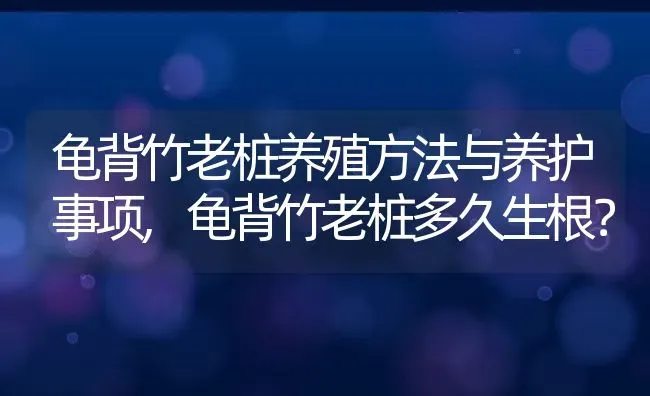 龟背竹老桩养殖方法与养护事项,龟背竹老桩多久生根？ | 养殖科普