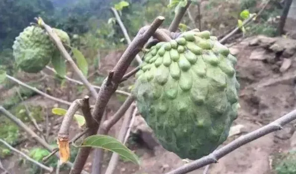 番荔枝促花使用方法 | 生活妙招