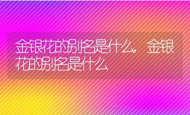 金银花的别名是什么,金银花的别名是什么 | 养殖科普