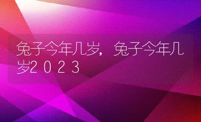 兔子今年几岁,兔子今年几岁2023 | 养殖科普