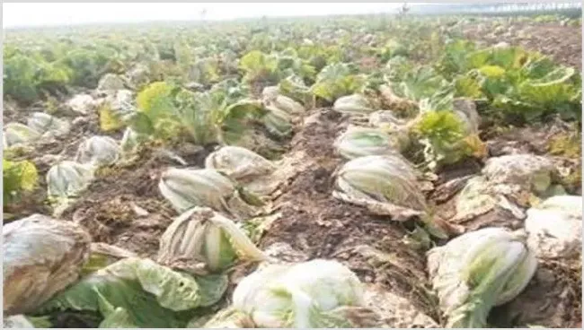 白菜软腐病的发病症状及防治方法 | 农广天地