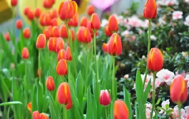 郁金香开花后能保持多久,郁金香鲜花能放多久？