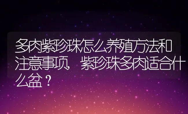 多肉紫珍珠怎么养殖方法和注意事项,紫珍珠多肉适合什么盆？ | 养殖科普