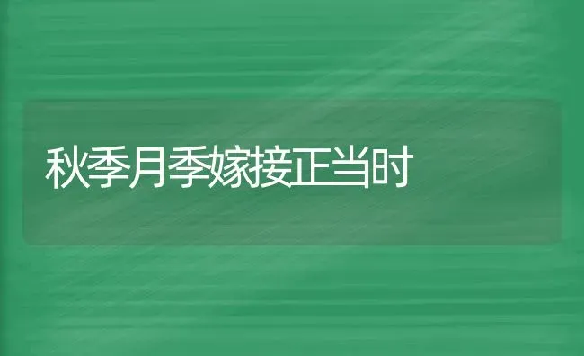 秋季月季嫁接正当时 | 养殖知识