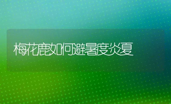梅花鹿如何避暑度炎夏 | 养殖技术大全