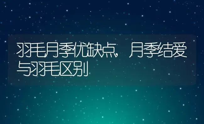 羽毛月季优缺点,月季结爱与羽毛区别 | 养殖学堂