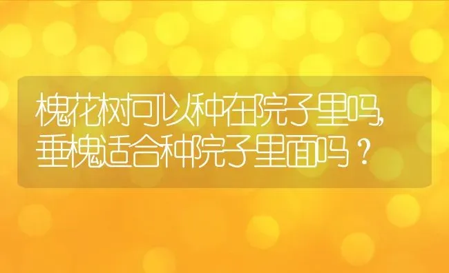 槐花树可以种在院子里吗,垂槐适合种院子里面吗？ | 养殖学堂