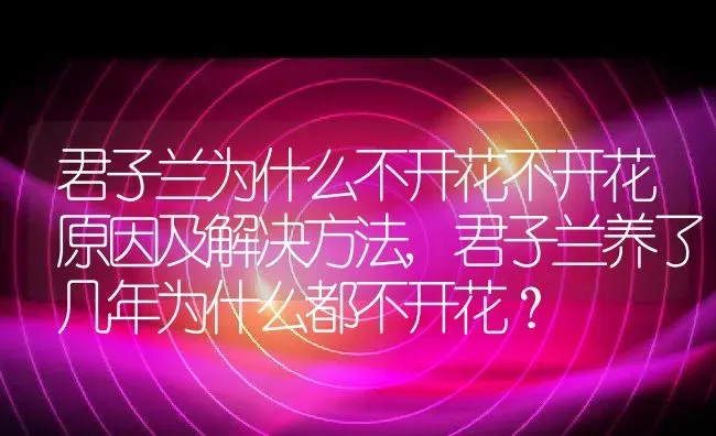 君子兰为什么不开花不开花原因及解决方法,君子兰养了几年为什么都不开花？ | 养殖科普