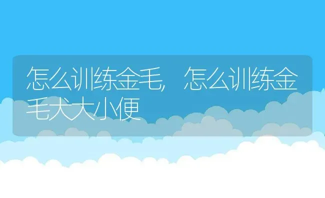 怎么训练金毛,怎么训练金毛犬大小便 | 养殖科普