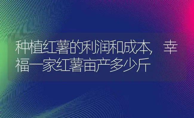 种植红薯的利润和成本,幸福一家红薯亩产多少斤 | 养殖学堂