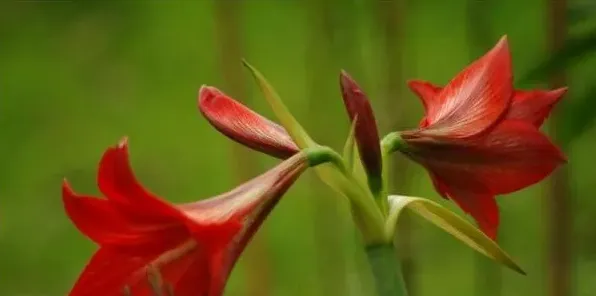 对对红有毒吗，毒素集中在球茎上 | 三农知识