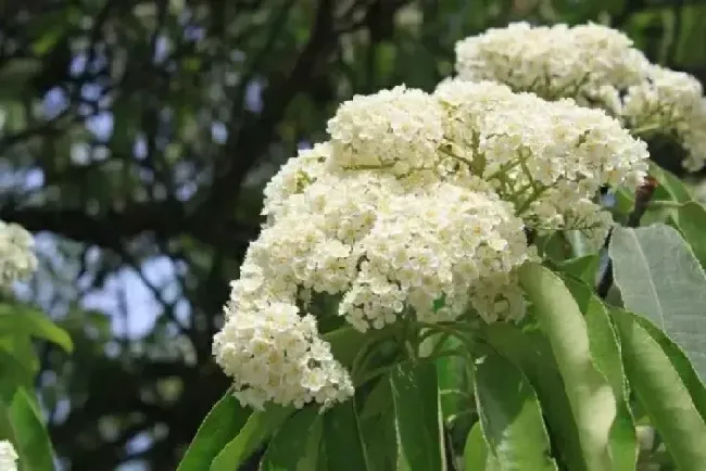 石楠花味道像什么,石楠和什么味道比较相近？