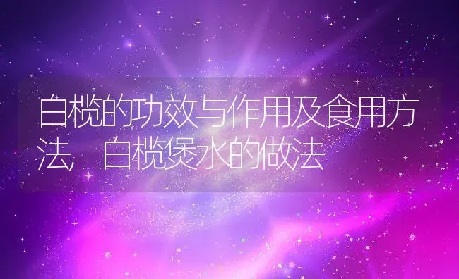 白榄的功效与作用及食用方法,白榄煲水的做法 | 养殖学堂