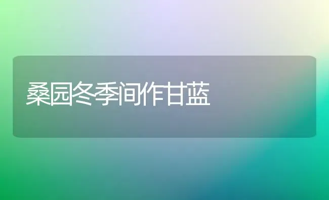 桑园冬季间作甘蓝 | 养殖知识