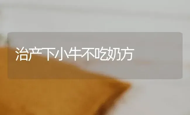治产下小牛不吃奶方 | 养殖知识