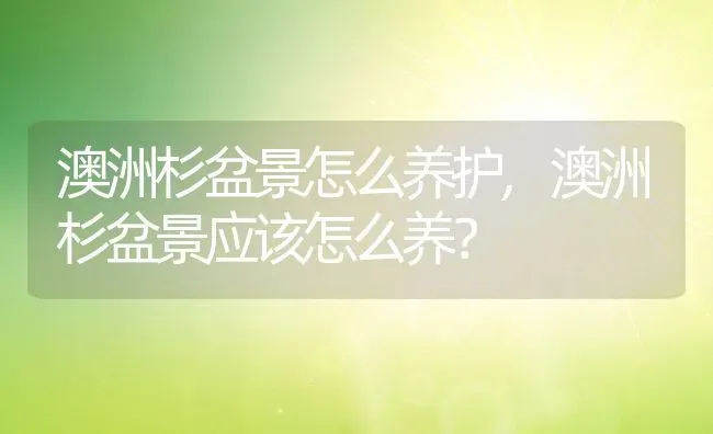 澳洲杉盆景怎么养护,澳洲杉盆景应该怎么养？ | 养殖学堂