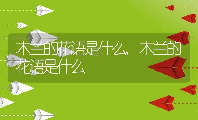 木兰的花语是什么,木兰的花语是什么 | 养殖学堂