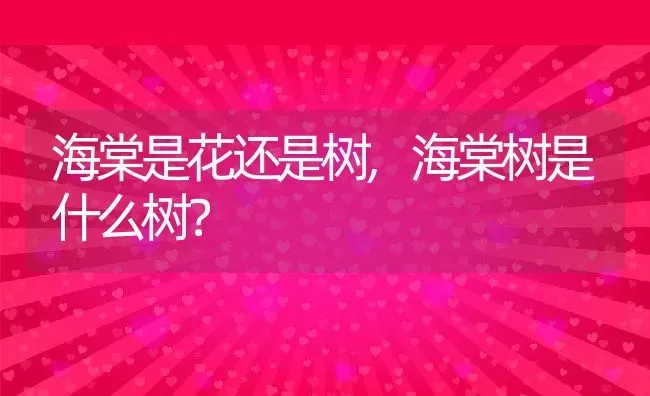 海棠是花还是树,海棠树是什么树？ | 养殖科普