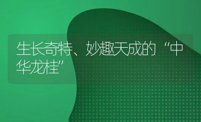 生长奇特、妙趣天成的“中华龙桂” | 养殖技术大全