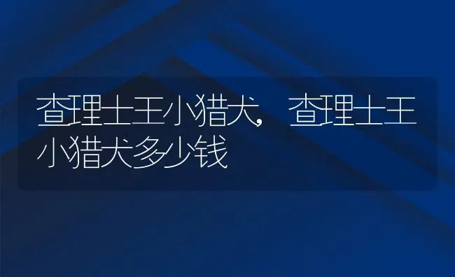 查理士王小猎犬,查理士王小猎犬多少钱 | 养殖资料