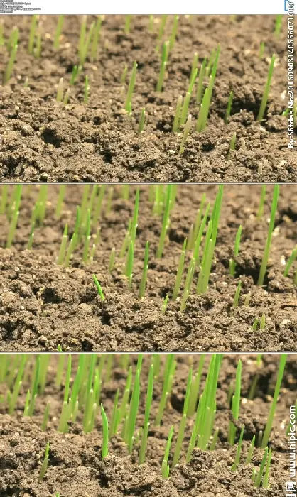 芍药块根种多久可以破土发芽,芍药砍掉之后来年还能发芽吗？