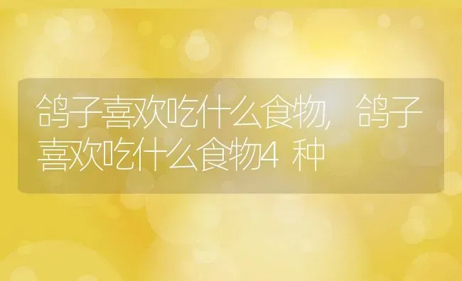 鸽子喜欢吃什么食物,鸽子喜欢吃什么食物4种 | 养殖资料