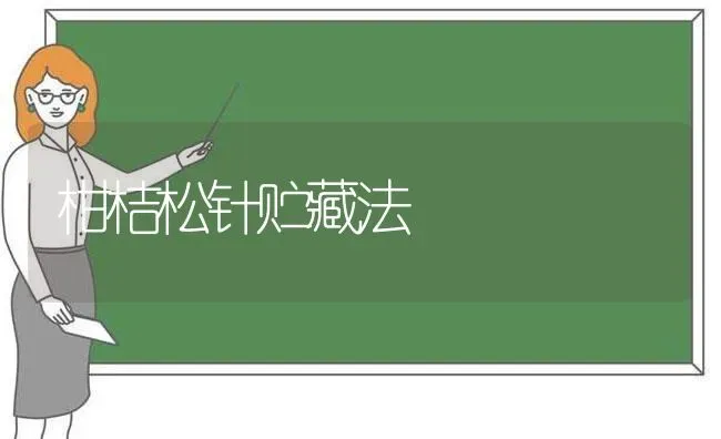 柑桔松针贮藏法 | 养殖知识