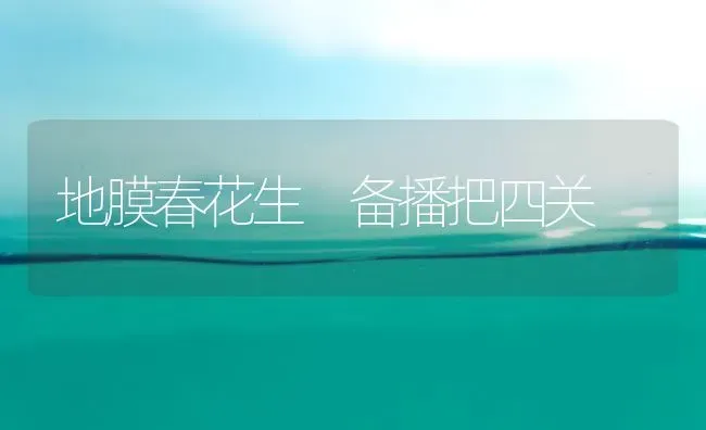 地膜春花生 备播把四关 | 养殖技术大全